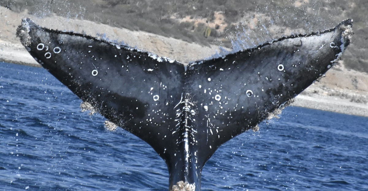 Fluke of CPHC-BCX2575