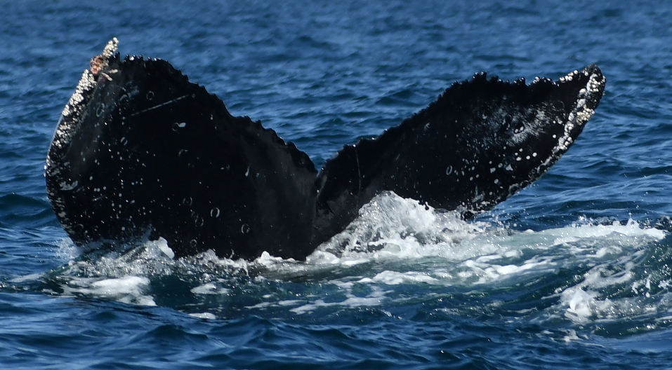 Fluke of HW-MN0524514