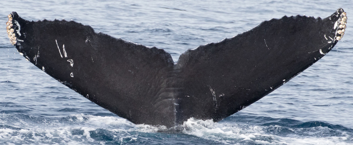 Fluke of CRC-11875