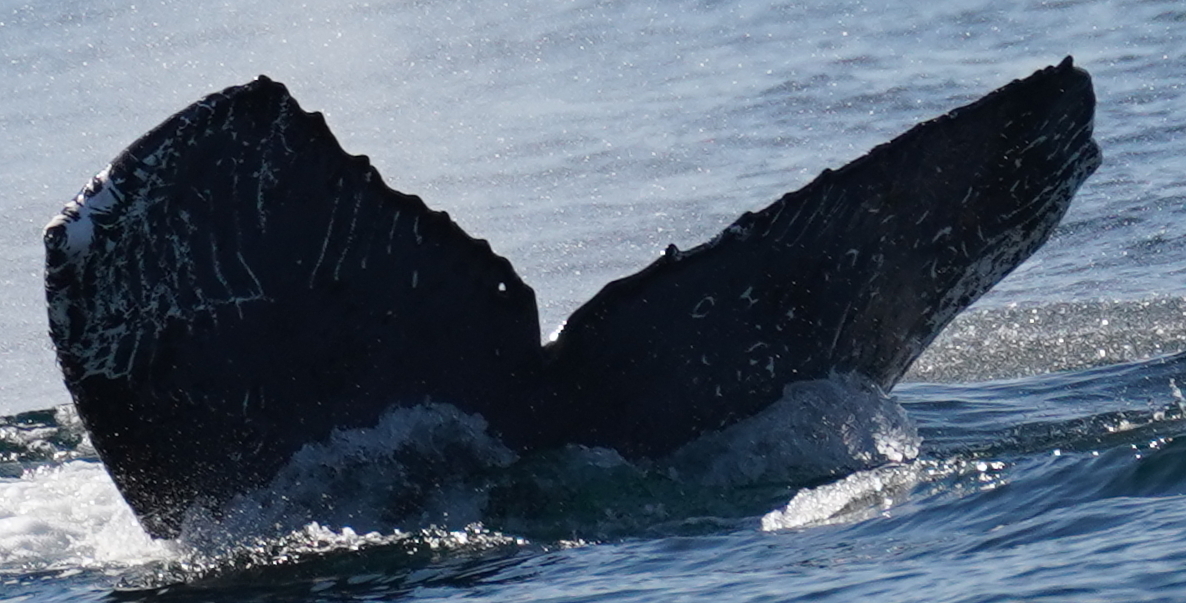 Fluke of HW-MN0524519