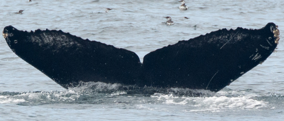 Fluke of CRC-16467