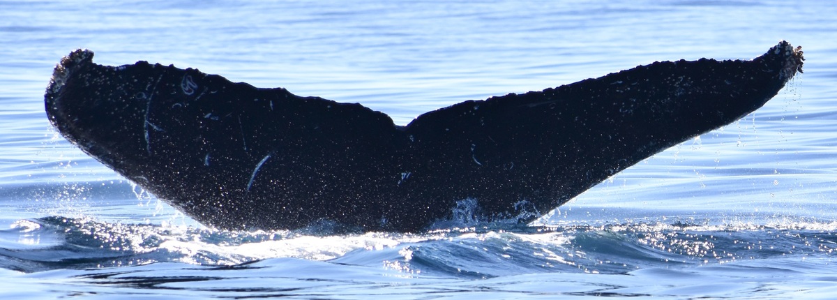Fluke of HW-MN0524528