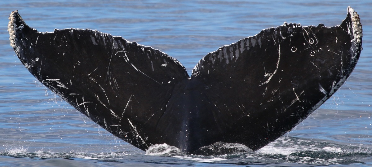 Fluke of Bermuda (Salish Sea)