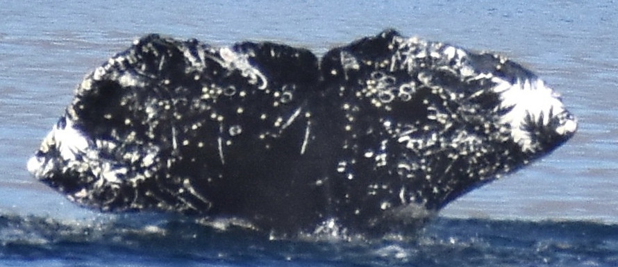 Fluke of HW-MN0524539
