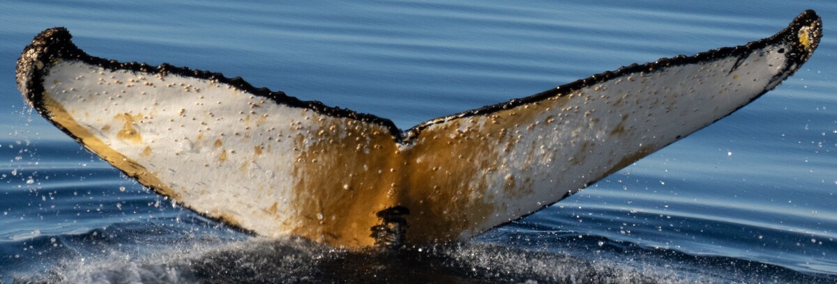 Fluke of HW-MN1307248