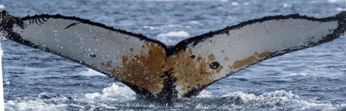 Fluke of HW-MN1307266