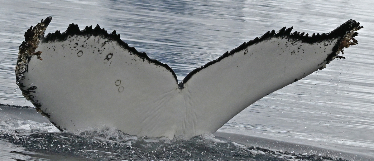 Fluke of HW-MN1307268