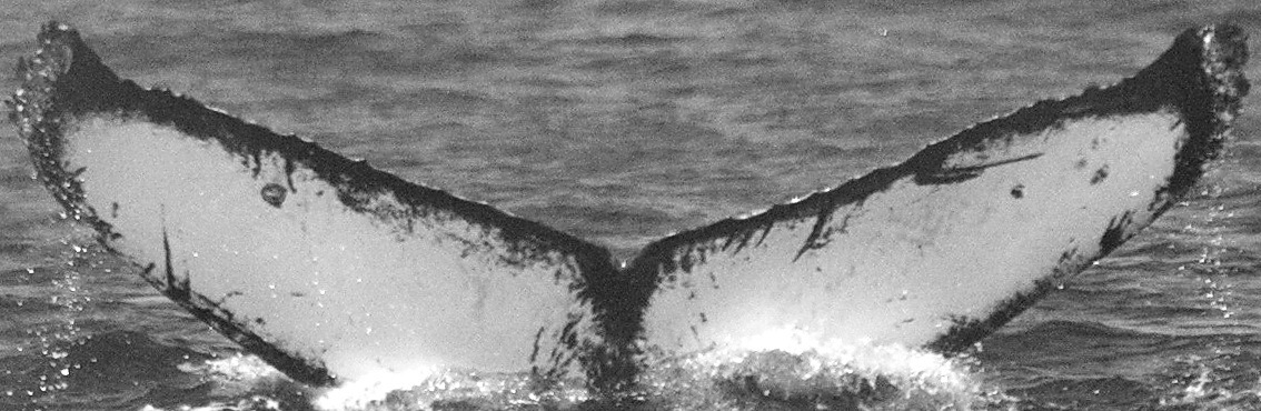 Fluke of CRC-12426