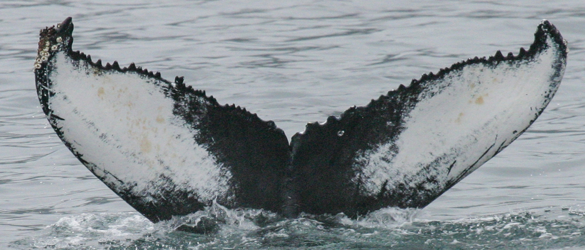 Fluke of KBAY-Y171