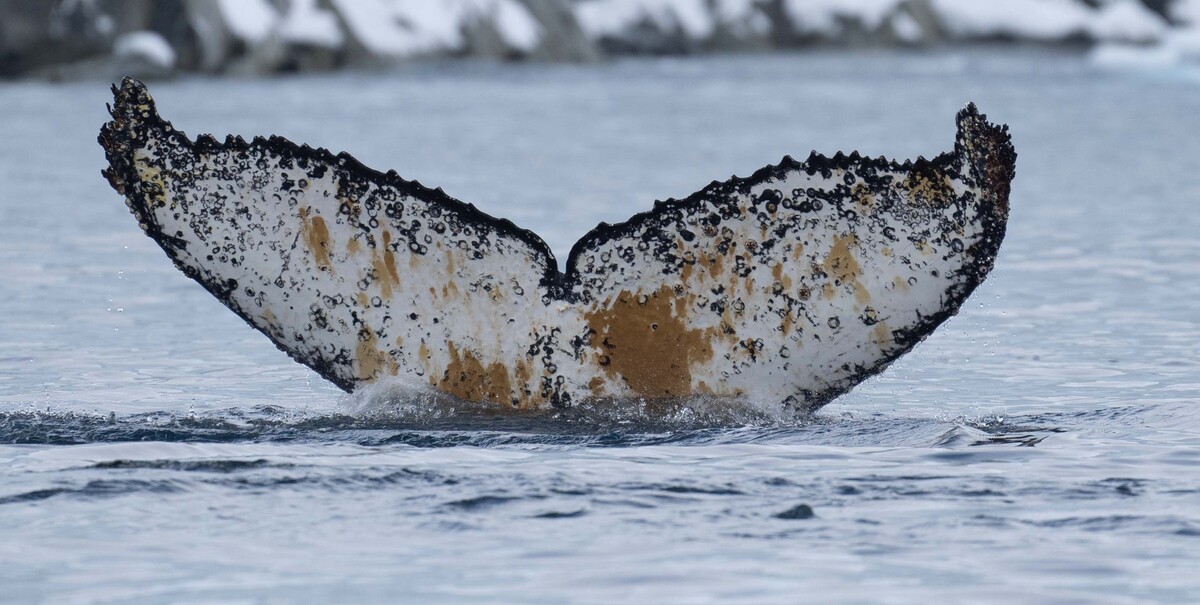 Fluke of HW-MN1307279