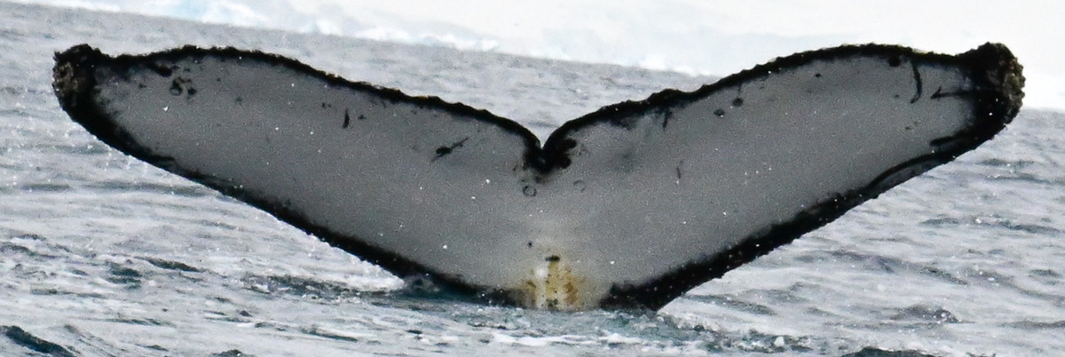 Fluke of Starrie Joshi (Antarctica)