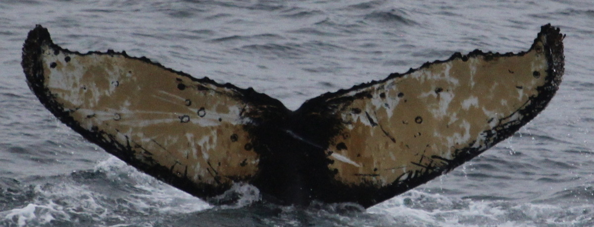 Fluke of HW-MN1307293