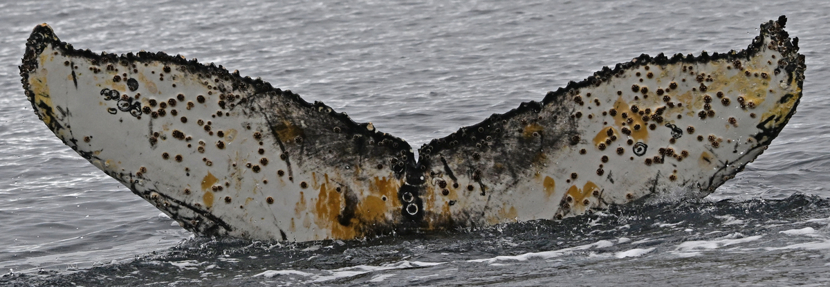 Fluke of HW-MN1307300