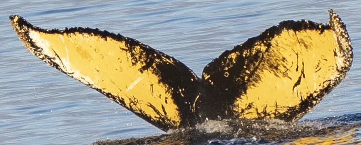 Fluke of HW-MN1307322