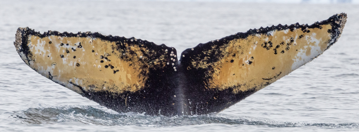 Fluke of HW-MN1307323