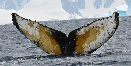 Fluke of HW-MN1307333
