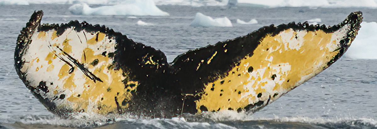 Fluke of HW-MN1307339