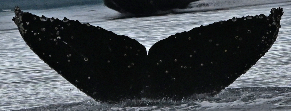 Fluke of HW-MN1307362