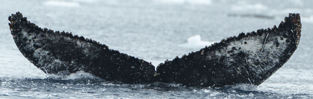 Fluke of HW-MN1307363