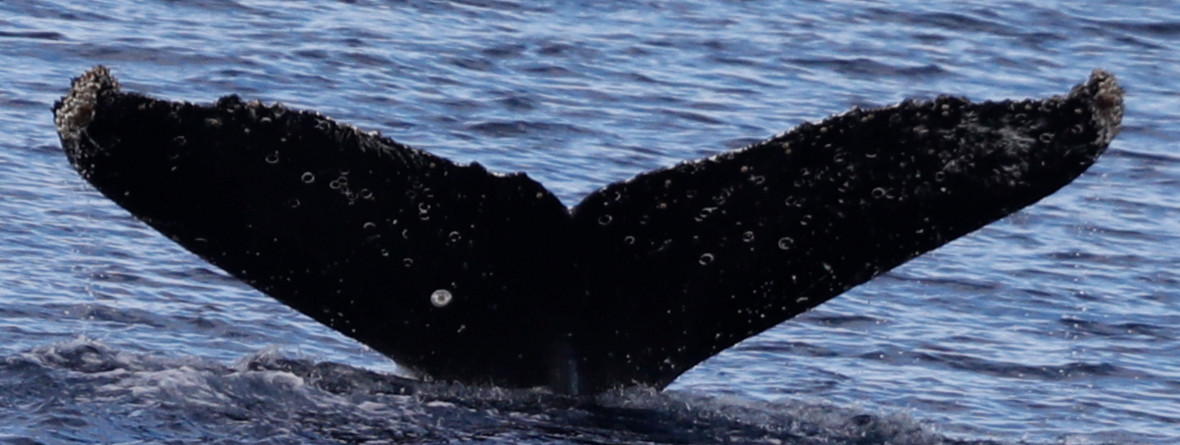 Fluke of HW-MN1307369