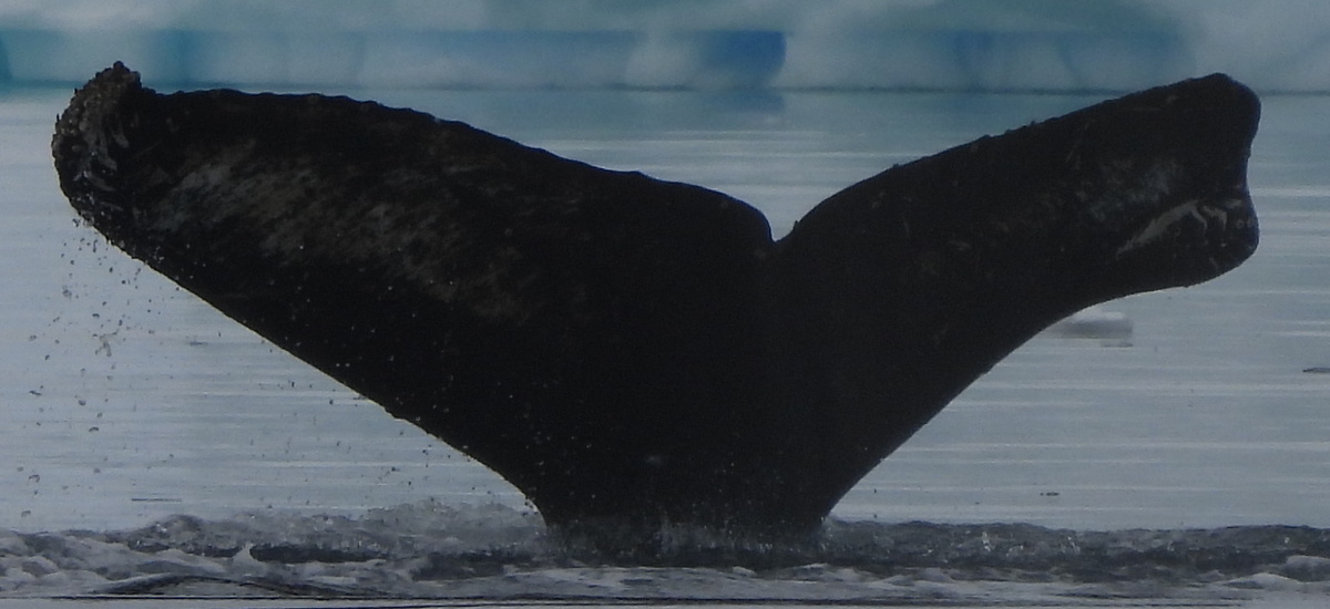 Fluke of HW-MN1307370