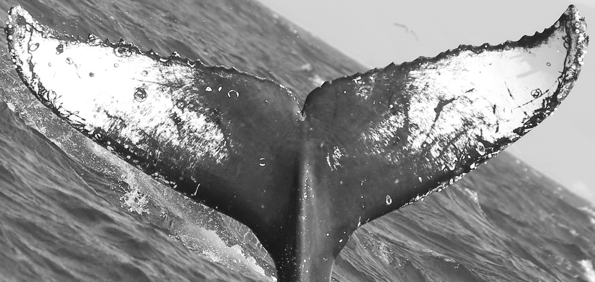 Fluke of CRC-12459