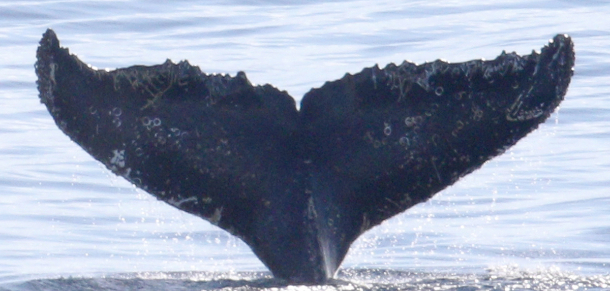 Fluke of HW-MN1307375