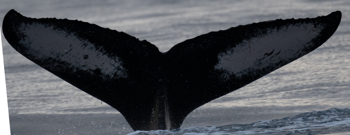 Fluke of HW-MN0445049