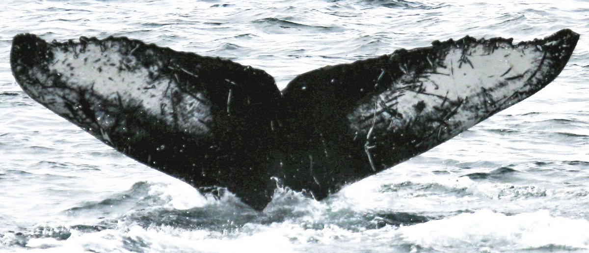 Fluke of HW-MN0410518