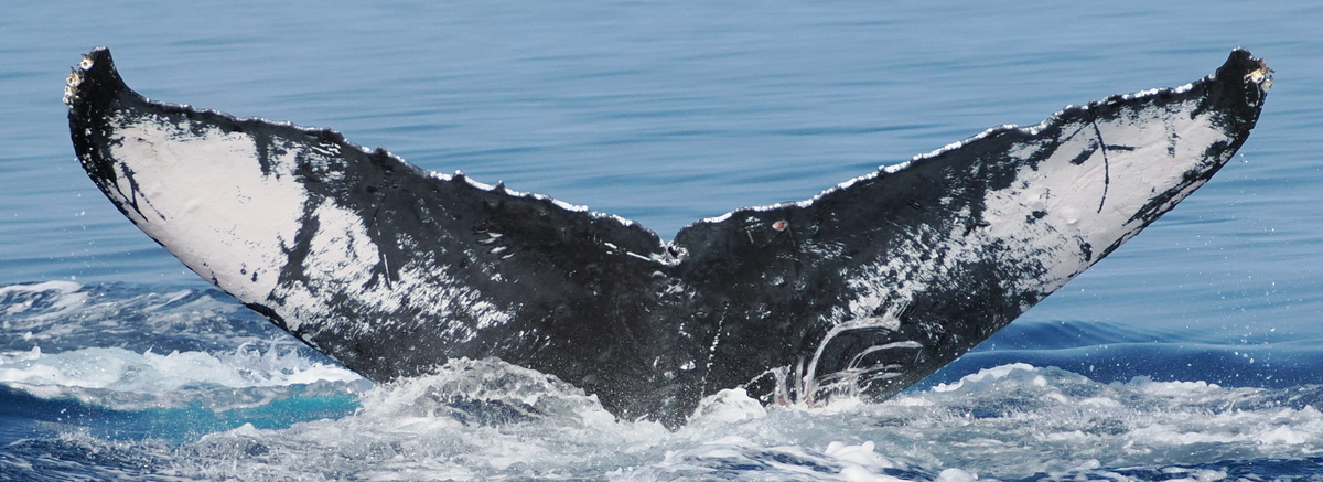 Fluke of HW-MN0445052