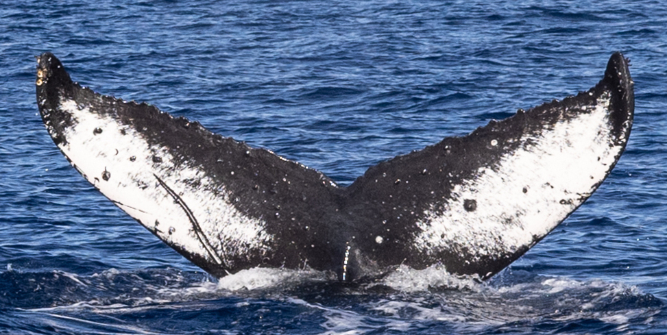 Fluke of HW-MN0445053