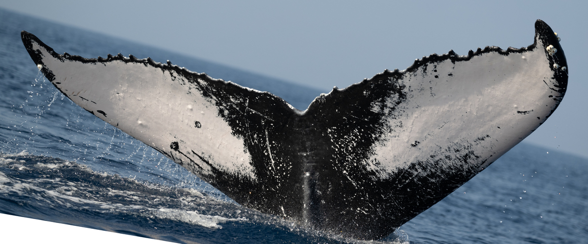 Fluke of HW-MN0445054