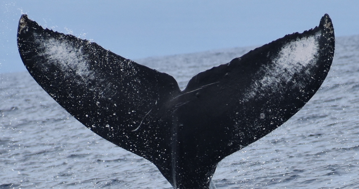 Fluke of HW-MN0445056