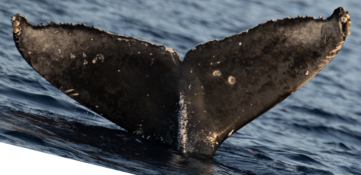 Fluke of Bumper (Hawaii)