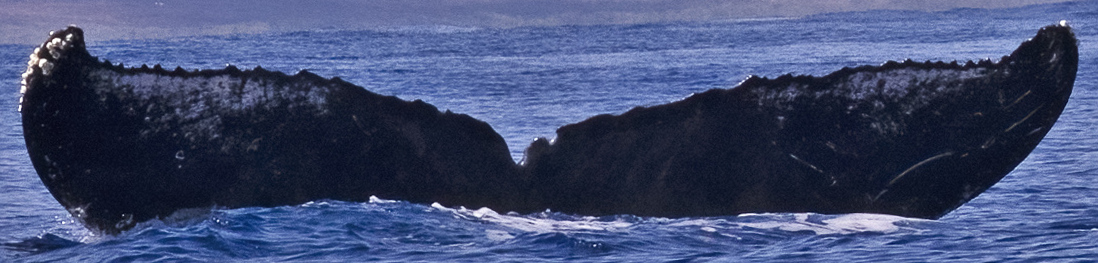Fluke of horserider (RCHP)