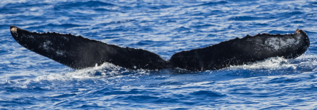 Fluke of HW-MN0445075