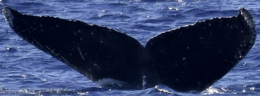 Fluke of HW-MN0445093