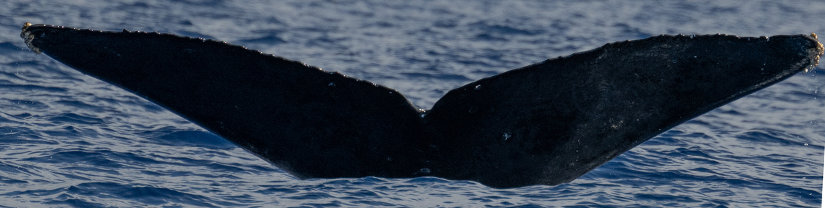 Fluke of HW-MN0445100