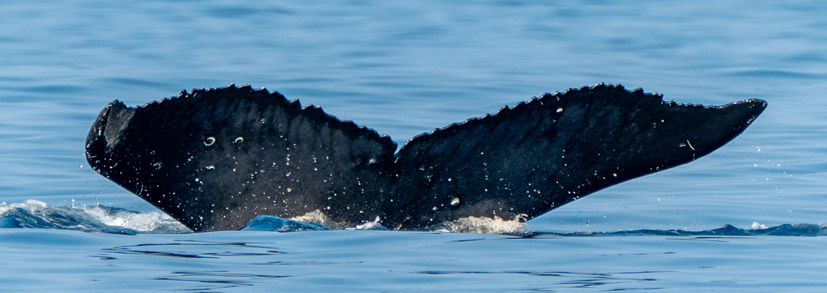 Fluke of BCX2506