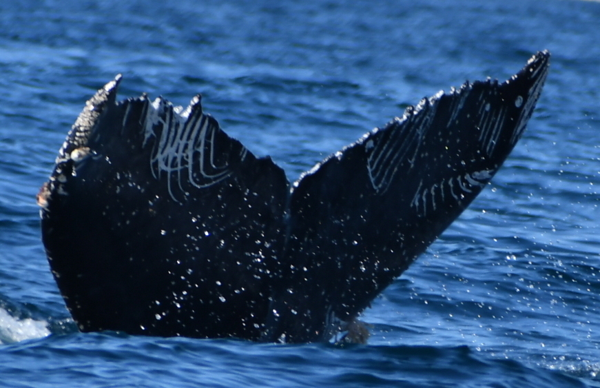 Fluke of HW-MN0524552