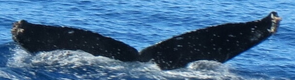 Fluke of HW-MN0524555