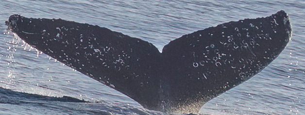 Fluke of HW-MN0524556