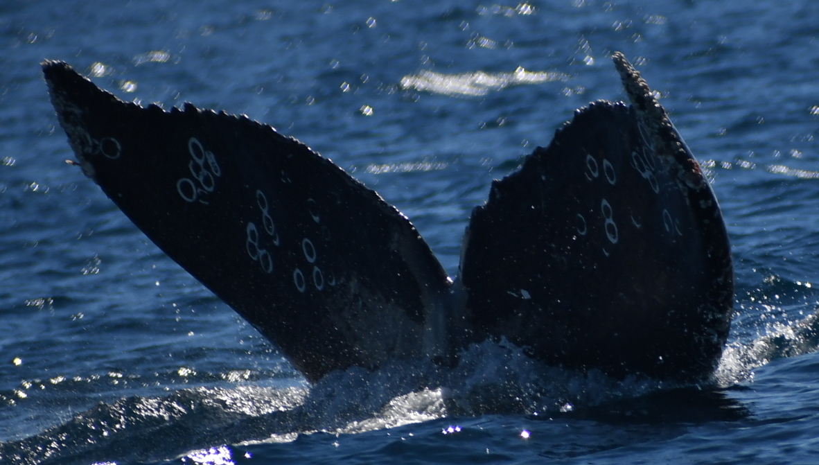 Fluke of HW-MN0524557