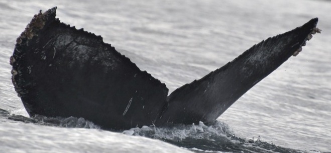 Fluke of HW-MN0524561