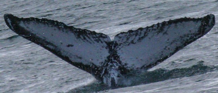 Fluke of GWAK-P144