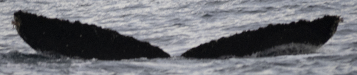 Fluke of HW-MN0524565