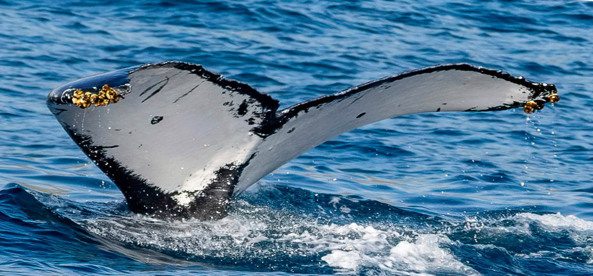 Fluke of HW-MN0445107
