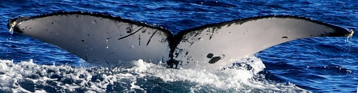 Fluke of HW-MN0445110