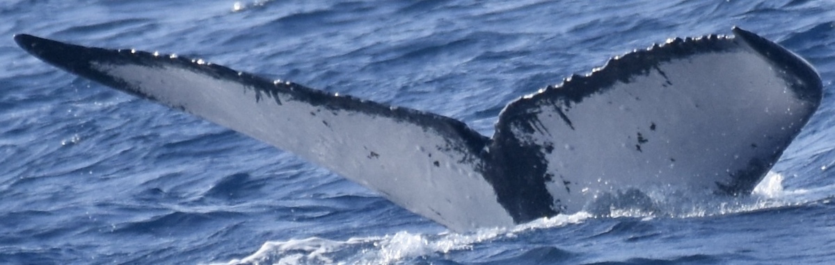 Fluke of HW-MN0445111