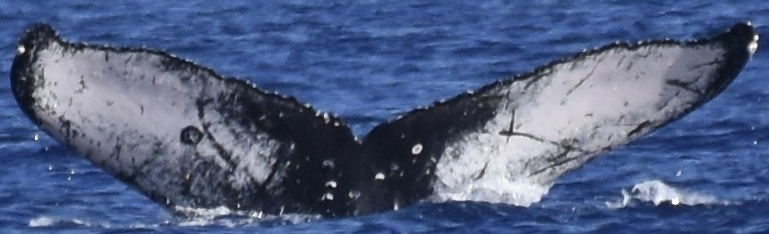 Fluke of HW-MN0445118